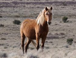 National Park plan to rein in wild horses