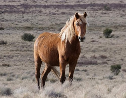 National Park plan to rein in wild horses