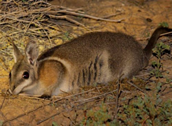 Thermal camera warms to rare wallaby