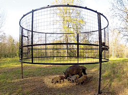 DES unveils new weapon to trap feral pigs