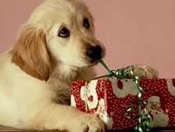 Pets as Christmas gifts worth paws of thought