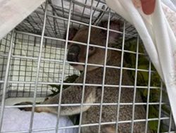 Koala bears all to return home