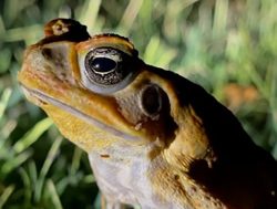 CSIRO finds wildlife under growing pressures
