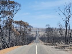 Wildlife taskforce breeds fire recovery plan