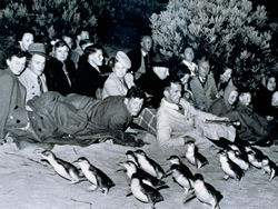 Little penguins reach big milestone
