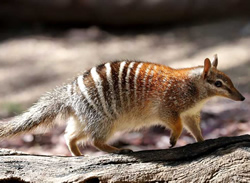 Department’s program shielding native animals