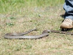 Summer hot pot to brew snakes and spiders