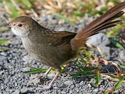 DPIE on genetic mission to save rare bird