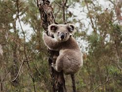 Updated plan to keep koalas up trees