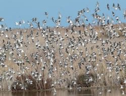 Project to lay new waterbird habitats