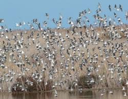 Project to lay new waterbird habitats