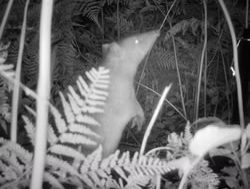 Call for volunteers to focus on wildlife