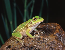 DELWP sees rare frogs bounce back