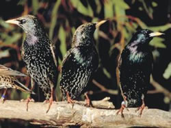 Annual starling control takes flight
