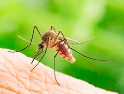 La Niña adds stings to the mozzie season
