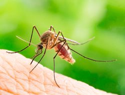 Wet summer to put a sting into mozzie season