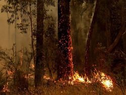 CSIRO’s new model predicts bushfire speed