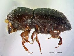 Tiny pest causing big problems