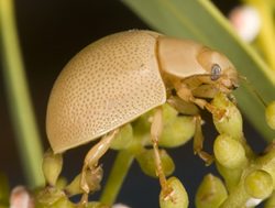 DPIRD to check gifts in Christmas pest test