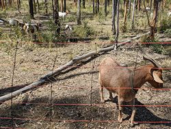 Goats not kidding on way to beat bushfires