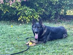 Missing police dog leaves heartbreak behind