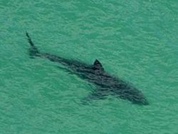 Shark protection re-netted at SE beaches