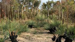 New coastal park to protect Aldinga Washpool