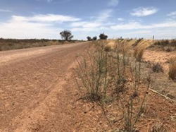 Landholders to point bones at skeleton weed