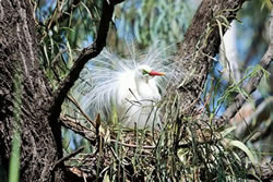 Waterbird baby boom to flood marshes