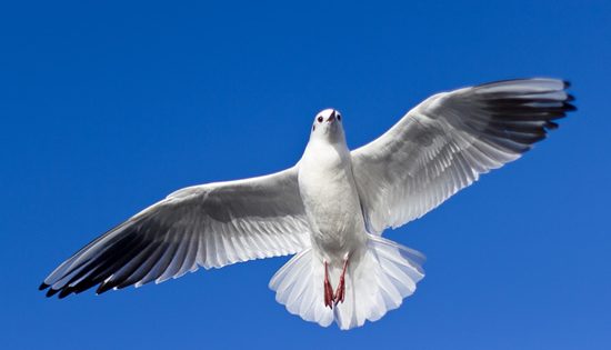 Taking wing from the pigeonhole