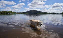 Popular dog area in off-leash review