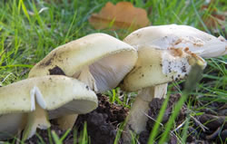 Death cap warning as mushrooms expand