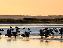 Wetland rains showers waterbirds’ revival