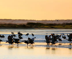 Wetland rains showers waterbirds’ revival