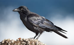 Department in dark over dead crows