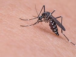 Citizens wanted to monitor mozzies