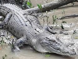 Illegal croc feeders digest $400 fines