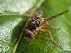 Fresh invasion of fruit fly pest