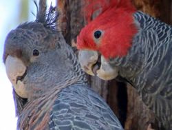Working group working for cockatoos