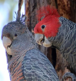 Working group working for cockatoos