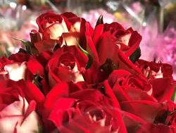 ACCC blooms red over dodgy Valentine flowers