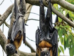 DPIE pleas for endangered flying foxes