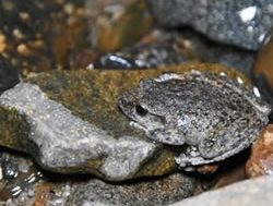 Frogs leap ahead with breeding program