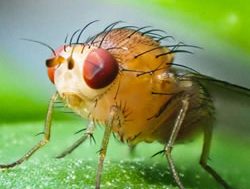 Insect Investigators buzz into schools