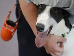 Prison’s greyhounds off to a flying start