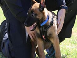 Police put puppies through their paces