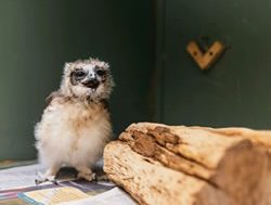 Zoo unleashes top tips to aid wildlife