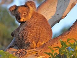 New strategy to protect vulnerable koalas