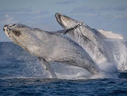 Whales caught with their breaches up