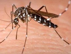 Stinging mozzies smart to be avoided
